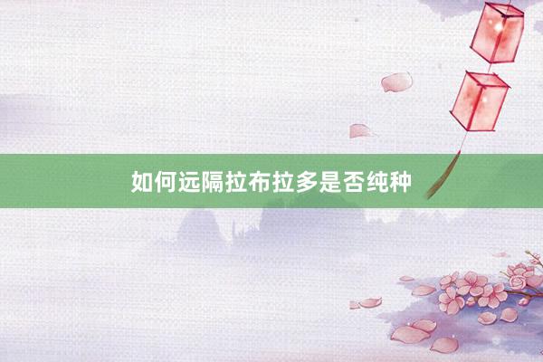 如何远隔拉布拉多是否纯种