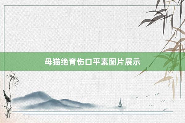母猫绝育伤口平素图片展示